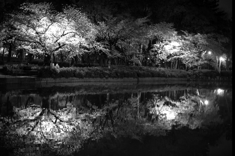 名城公園の桜　モノクロ
