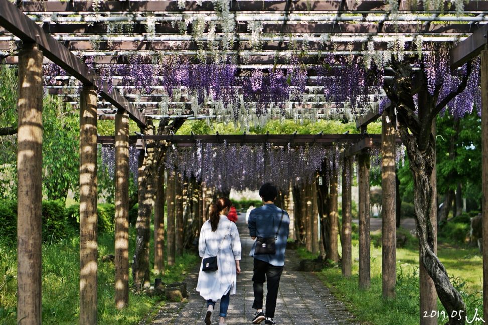 名城公園の藤の回廊