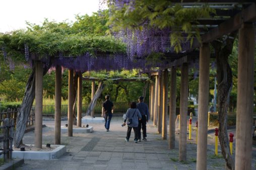 名城公園藤の回廊