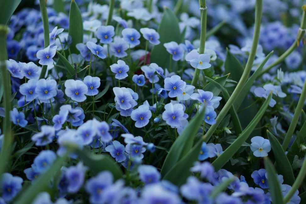 コバルトブルーの花